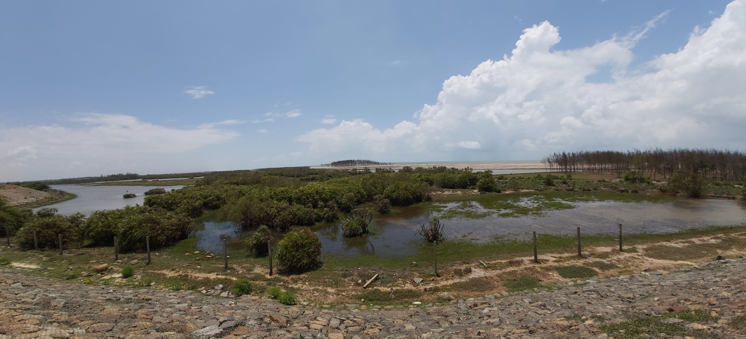 Patches of mangrove plantations in Kendrapada district of Odisha. Credit-Manish Kumar