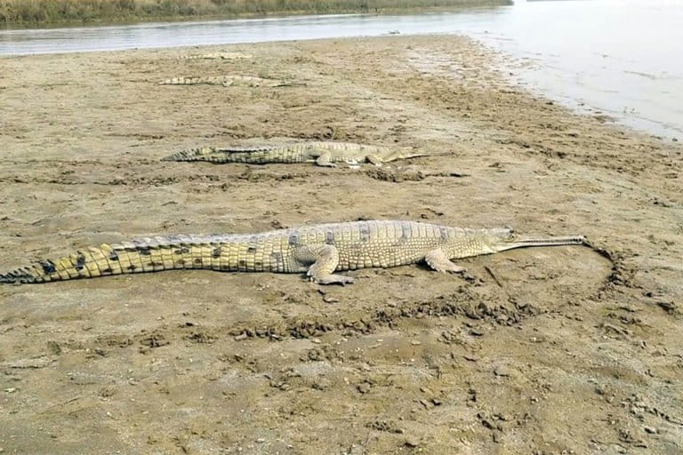 Gharials being released near Amritsar district in Punjab. Photo from Department of Forests and Wildlife Preservation, Punjab.