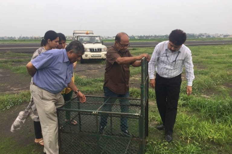 Biswajit Roy Chowdhury along with his team preparing cages to catch jackals at NSCBI airport. Photo from NEWS.