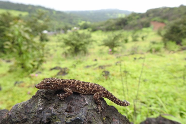 Brook's House Gecko (Hemidactylus brookii) at Amboli, district Sindhudurg, Maharashtra. Photo by Raju Kasambe/Wikimedia Commons.