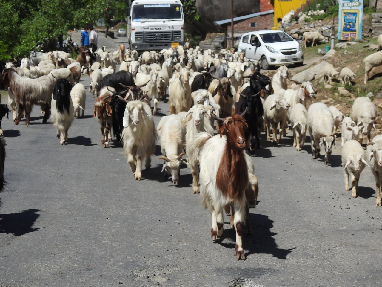 Gaddi herd of sheep and goats moving toward Bharmour from Chamba .Gaddi move their herds of sheep and goats toward Bharmour from lower ranges of plains in summer and vice versa.The Gaddis are a tribe living primarily in Himachal Pradesh and Jammu and Kashmir of Indian union.Their main profession is goat and sheep rearing. Photo by Harvinder Chandigarh/Wikimedia Commons.