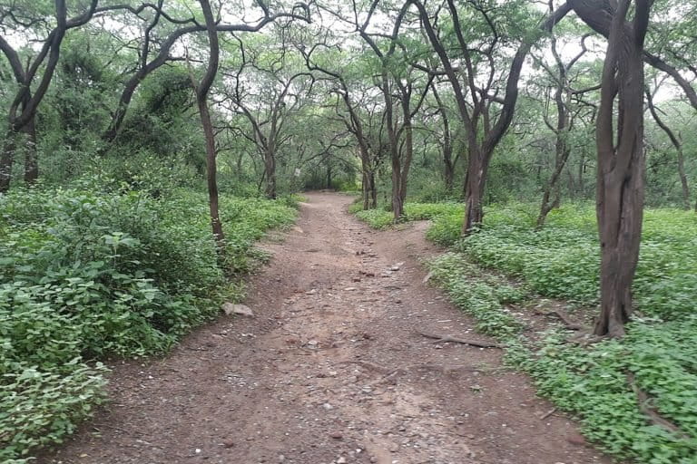 The study found that the area under forest cover in Delhi has reduced in the last 20 years. Photo by Pinakpani/Wikimedia Commons.