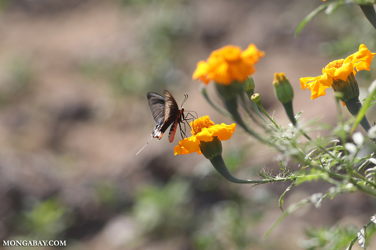 Nectar plant and host plants are important for butterfly habitat. Sunflower, marigold, lantana, petunia, hibiscus are some common nectar plants in India. Photo- Rhett A. Butler/Mongabay