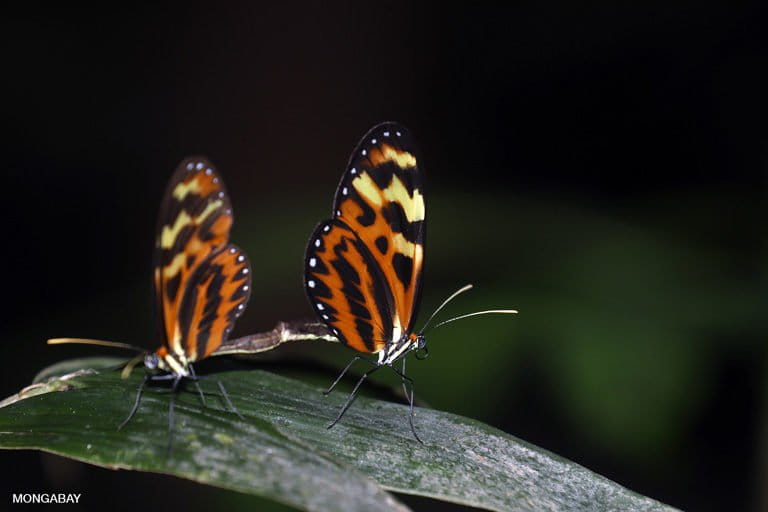 Orange-spotted tigerwing butterfly (Mechanitis polymnia). Photo- Rhett A. Butler/Mongabay