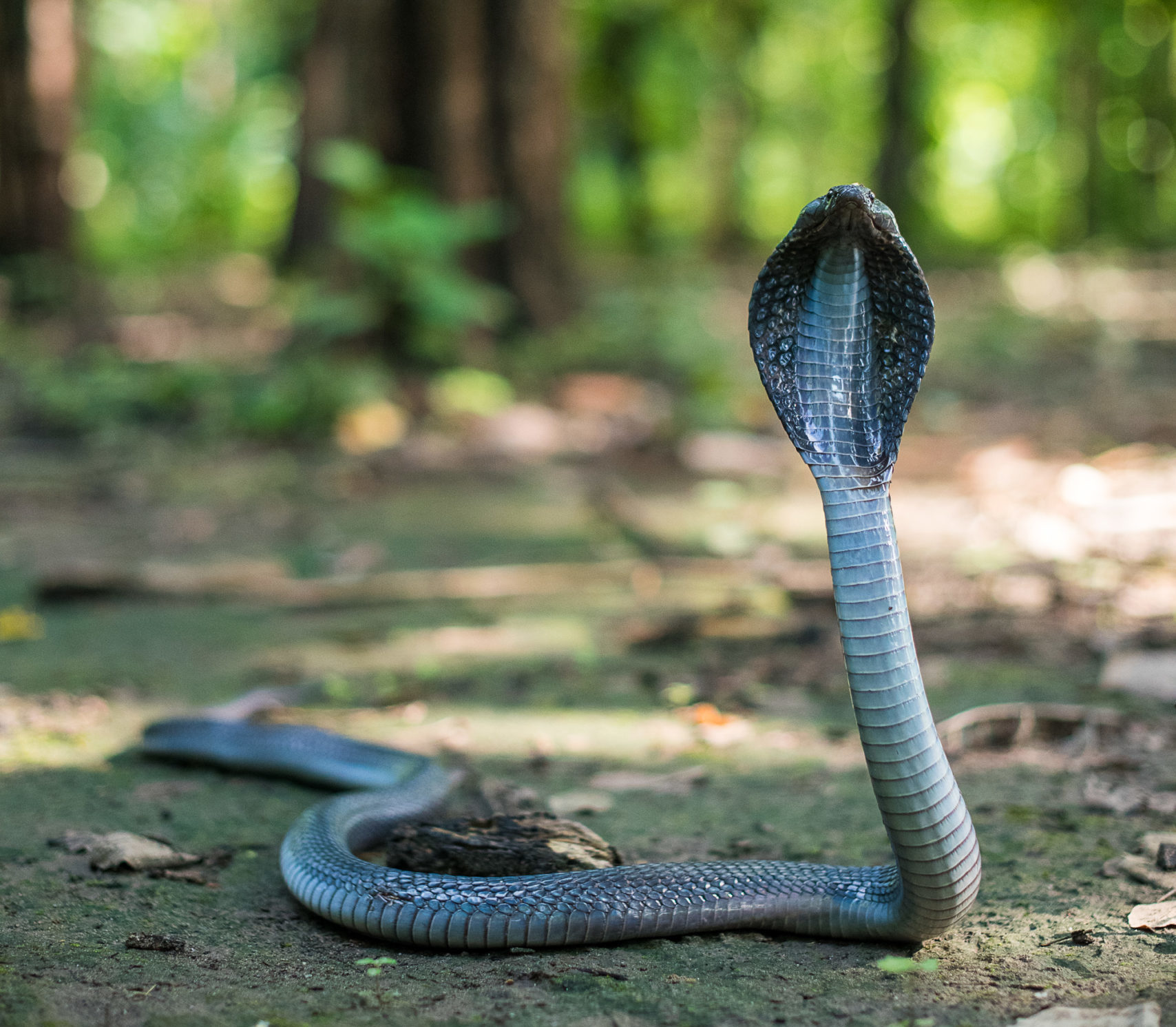 An adult Indian cobra found in Banbasa, Uttarakhand, India. Photo by Cliftonshipway/Wikimedia Commons.