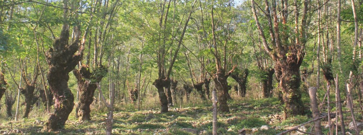 Angami Naga tribe innovated the Alder coppicing system by retaining and pollarding nitrogen fixing Alder trees that facilitates fallow regrowth in Khonoma village, Nagaland. Photo by Joli R. Borah.