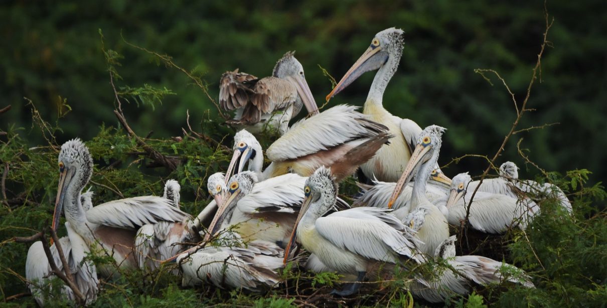 Spot-billed pelican nesting sighted at the Pallikaranai marshland in this season. Photo by KVRK Thirunaranan.