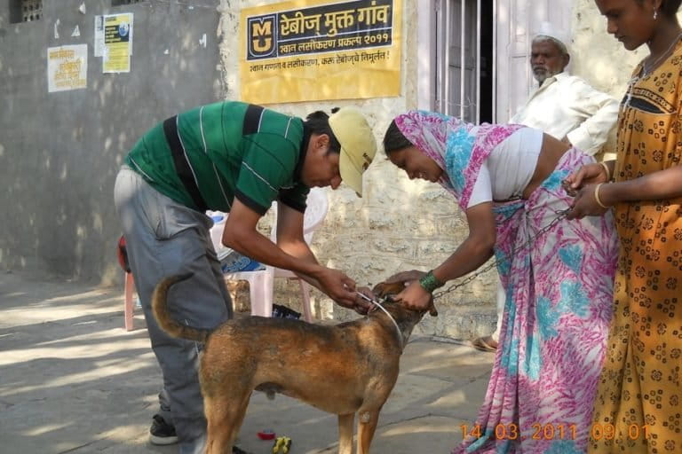 Dog vaccination campaigns provided an opportunity to obtain vital epidemiological and demographic data, and develop a clearer understanding of the conservation threats posed by free-ranging domestic dogs. Photo by Aniruddha Belsare.