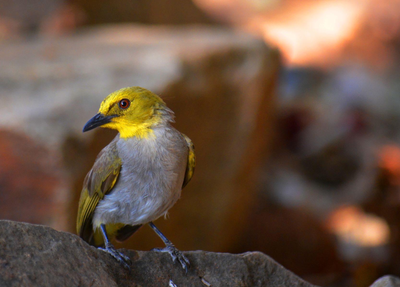 The yellow-throated bulbul. Photo by Ashish Jha.