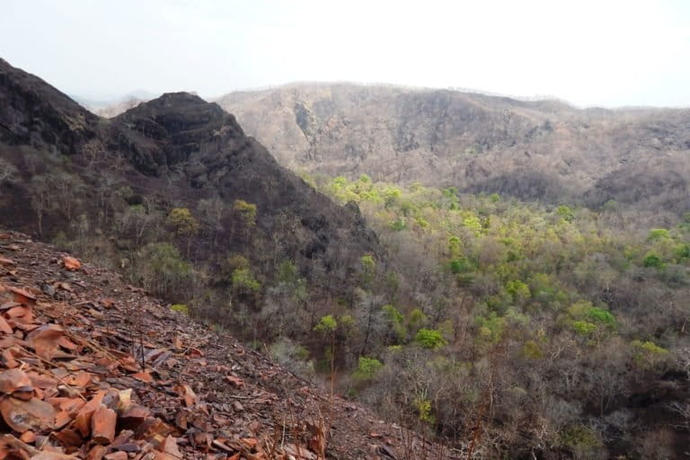 Of India’s 50 tiger reserves, three are in Chhattisgarh. Photo by special arrangement.