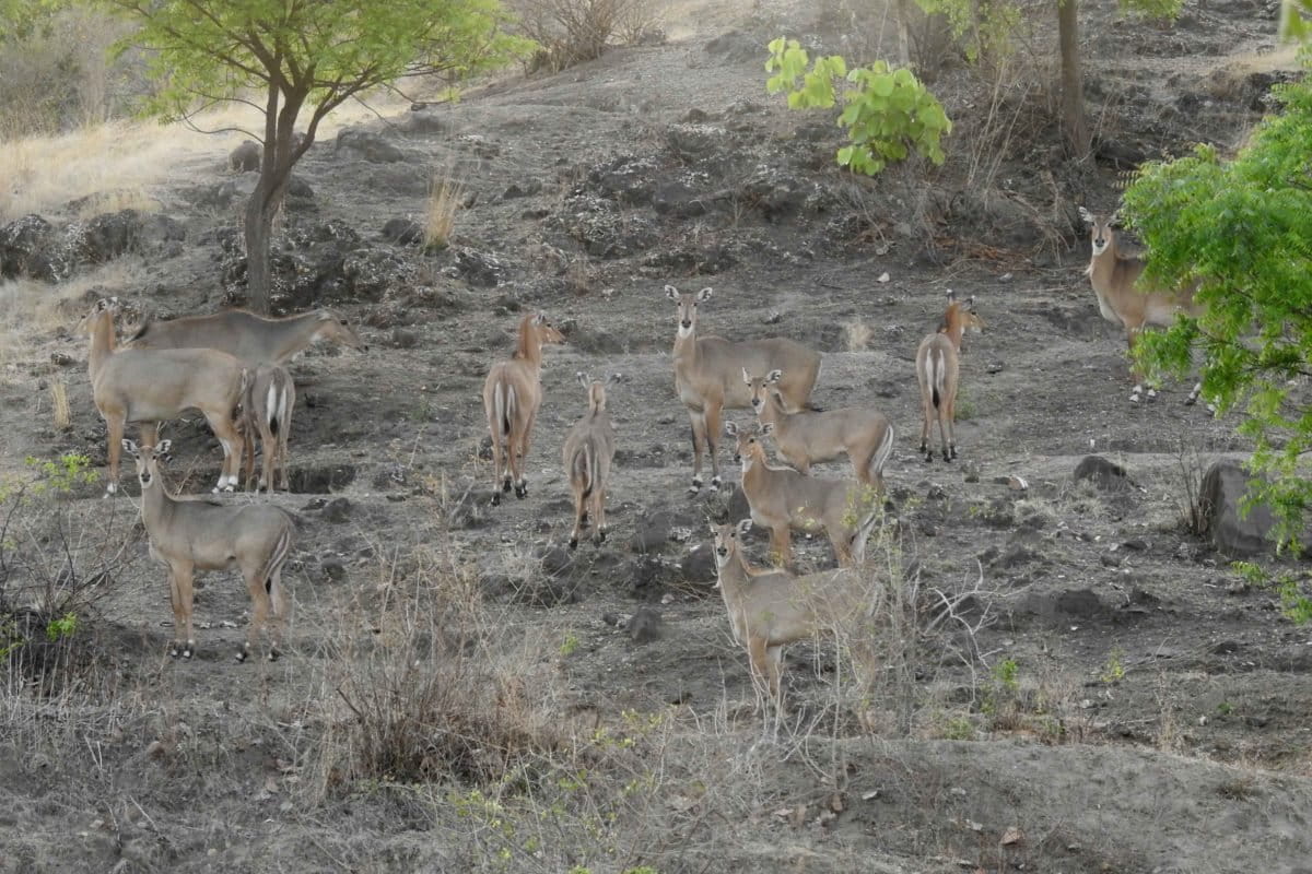 Large herds of nilgai can cause considerable damage to crops. Photo by Kulbhushansingh Suryawanshi.