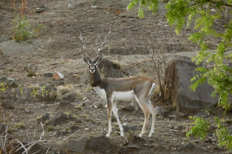 A male blackbuck. Photo by Kulbhushansingh Suryawanshi.