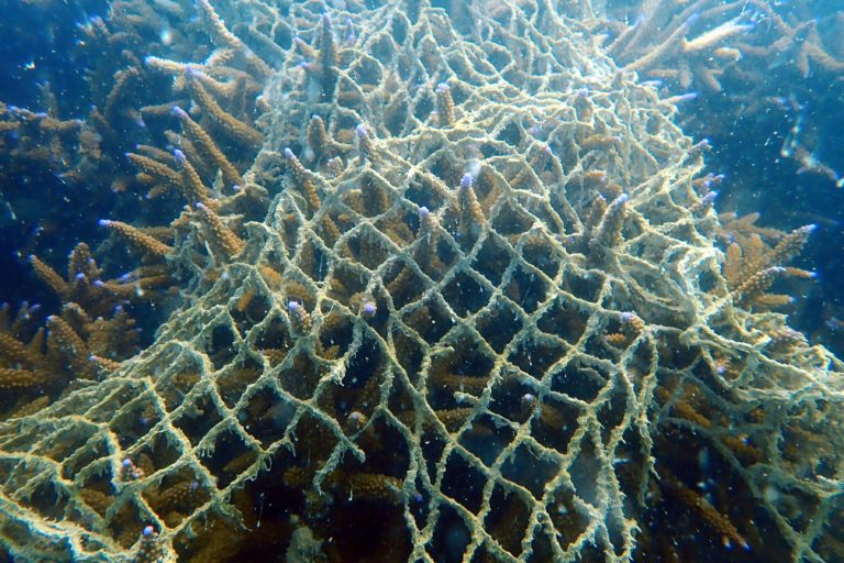 Marine debris entangled in branching coral in the waters of the Gulf of Mannar. Photo courtesy SDMRI.