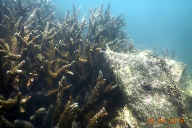 A fishing trap lodged in corals in the waters of the Gulf of Mannar. Photo courtesy SDMRI.