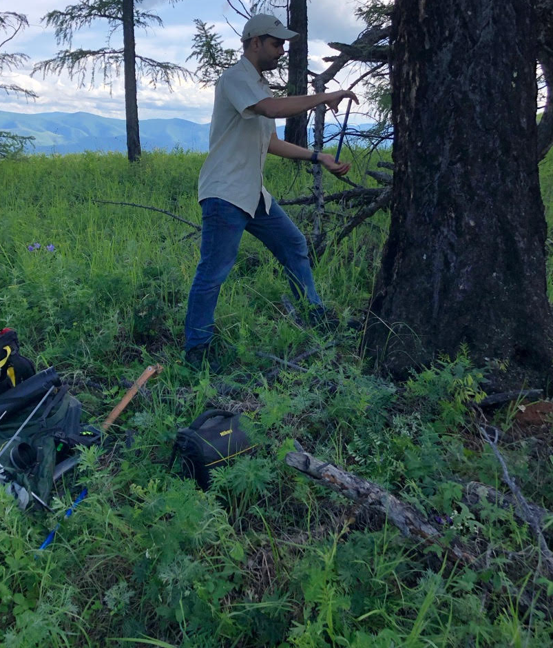 Mukund P Rao in the process of collecting a tree core from a Siberan Larch tree in western Mongolia to better understand climate variability in the region. These samples are then analysed and manually measured under a microscope. July 2019, Bulgan, Mongolia.