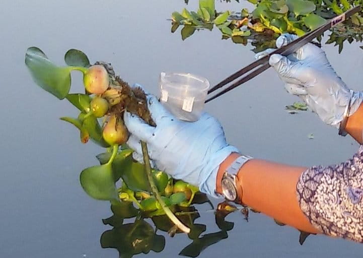 Separation of Chironomid eggmass from Eichhornia plants. Photo by Malka Halpern.