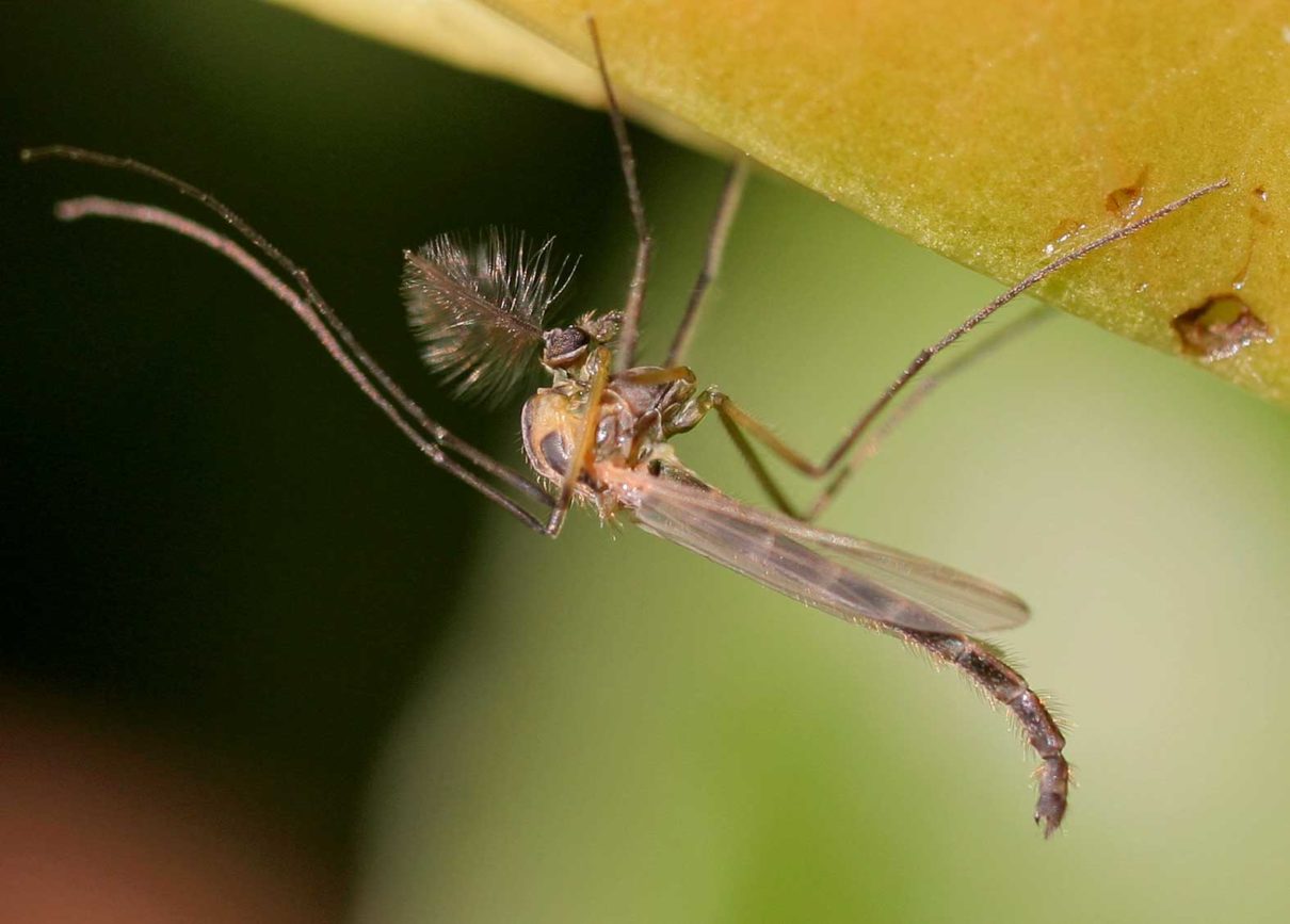 A Chironomid (Chironomus plumosus). Certain Chironomids are hideouts of outbreak causing strains of the cholera bacterium. Photo by Entomart/Wikimedia Commons.