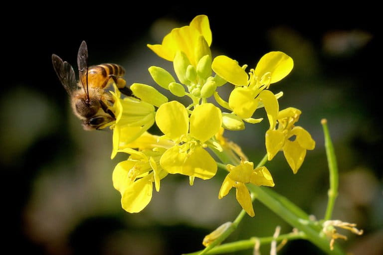 Honey bee on mustard flower. Photo by Samsul Huda Patgiri.