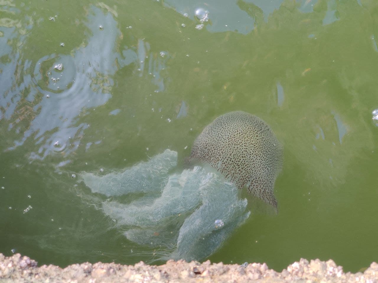 Jelly fish [Acromitus flagellatus] found in Madakkal, Kasargod district. Photo by Amritha Mohan