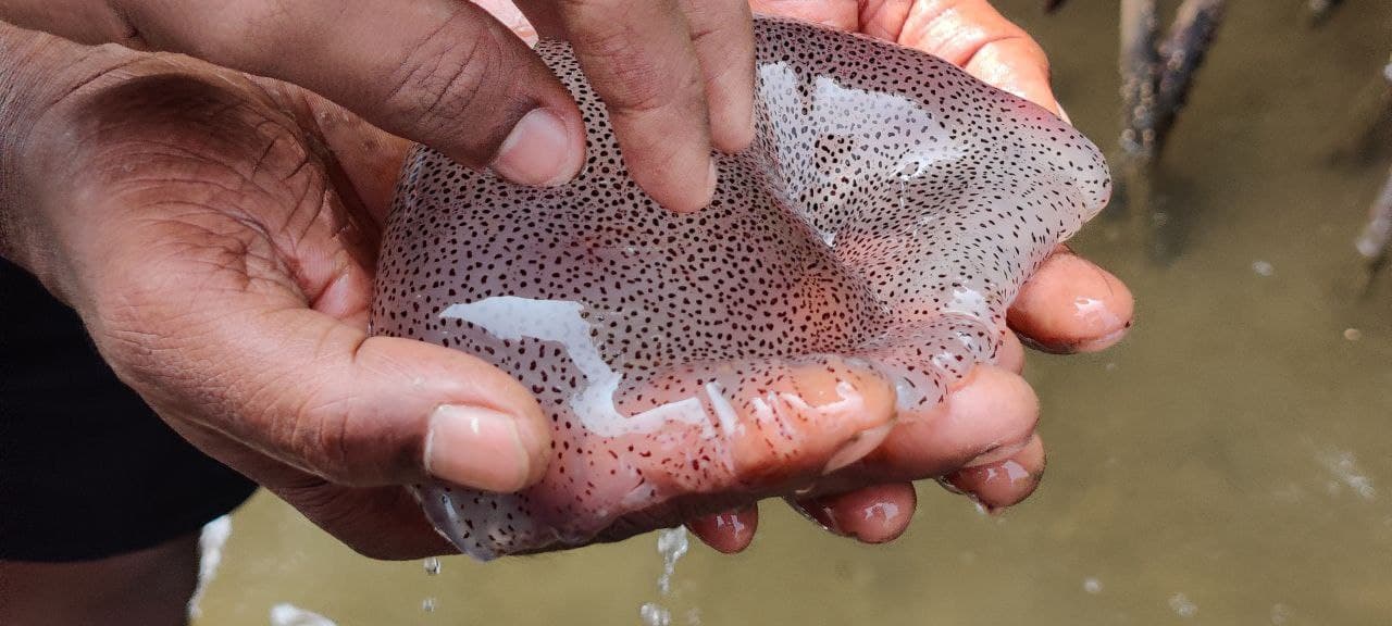 Jelly fish [Acromitus flagellatus] found in Kavvayi; Photo by Amritha Mohan