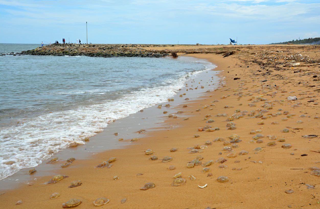 Jelly fish [Lychnorhiza malayensis] stranded in a beach in Thiruvananthapuram; Photo by Dr. A. Biju Kumar