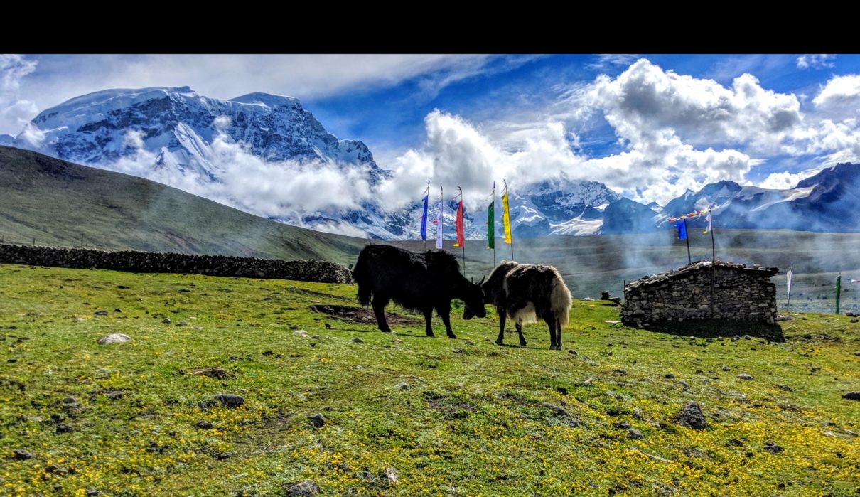Lashar in Lachen valley, Sikkim. Photo by Tenzing Ingty.