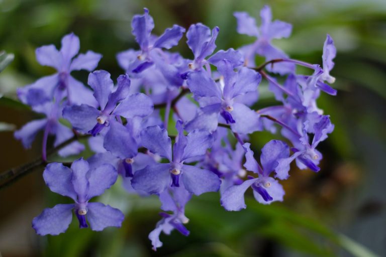 Blue vanda orchids in Phalee. Photo by Phalee BMC.