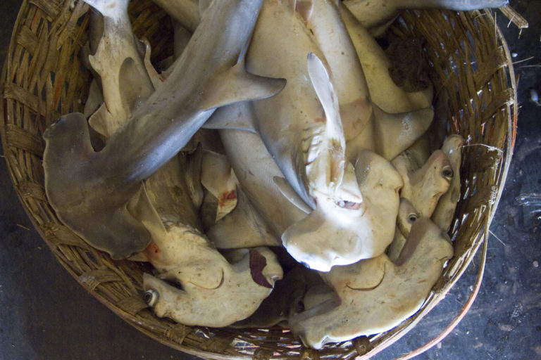 Juvenile hammerhead sharks in Mapusa fish market in Goa. Photo by Victoria Imeson/Flickr.