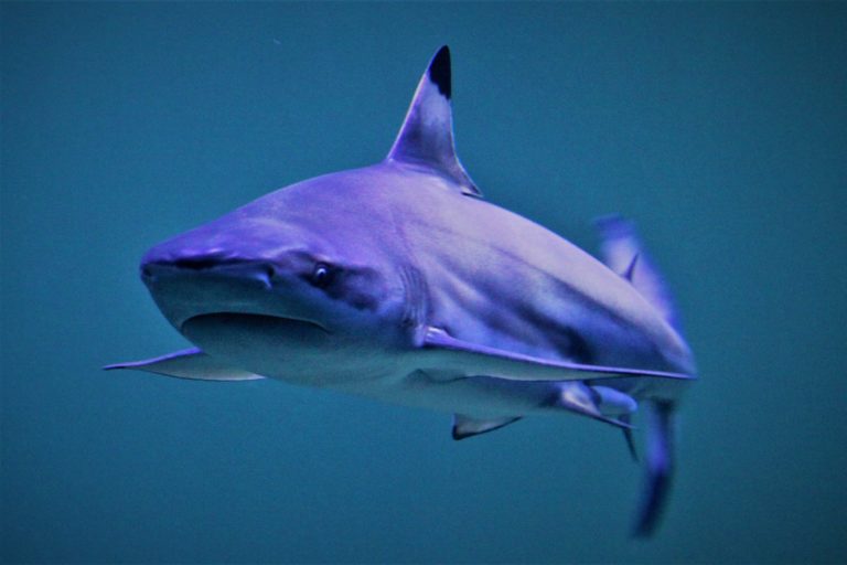 The blacktip reef shark is a regular catch of coastal fisheries, such as those operating off Thailand and India, but is not targeted or considered commercially important. Photo by Memurubu/Wikimedia Commons.