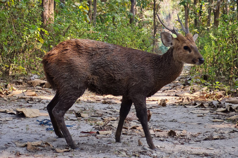 A hog deer released at Bhomoraguri Reserve Forest. The deer arrived in Tezpur via the Brahmaputra river and its riverine islands. Photo from Raj Ballav Sarmah.