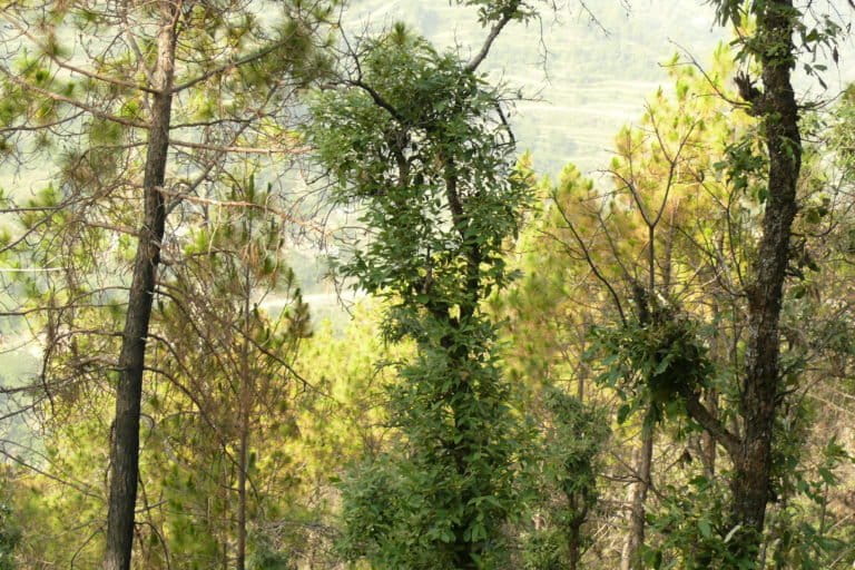 A mixed pine-oak stand. The ongoing expansion of chir pine areas into oak forests threatens bird diversity. Chir pine forests have extremely low bird diversity, almost half of that of protected oak forests. Photo by Ghazala Shahabuddin.