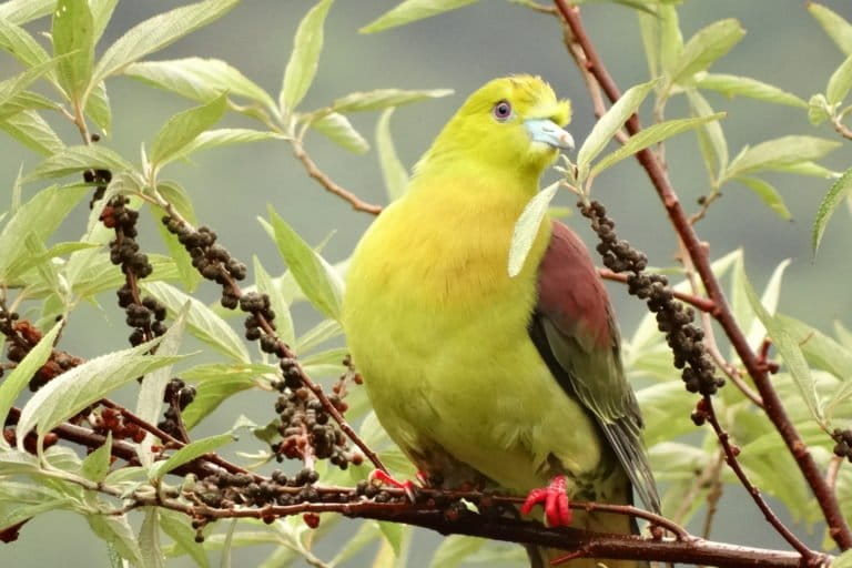 Forest specialists like wedgetailed green pigeon, provide important ecosystem services like seed dispersal. Photo by G. Shahabuddin.