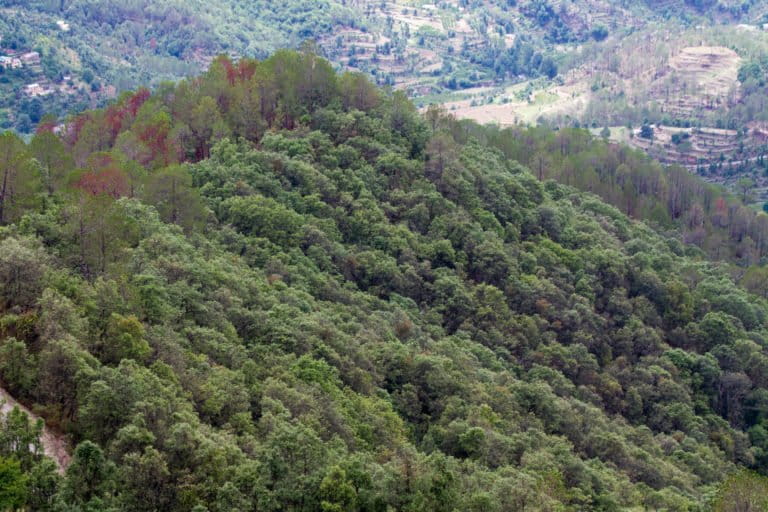 A protected stand of banj oak in the Kumaon region of W. Himalaya. Photo by Vinay Nair.