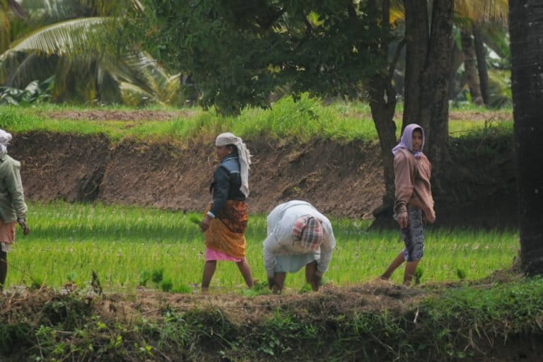 A rice field at Nemmara in Palakkad district of Kerala where trees grow within low-lying agricultural lands. Photo by K.A. Shaji.