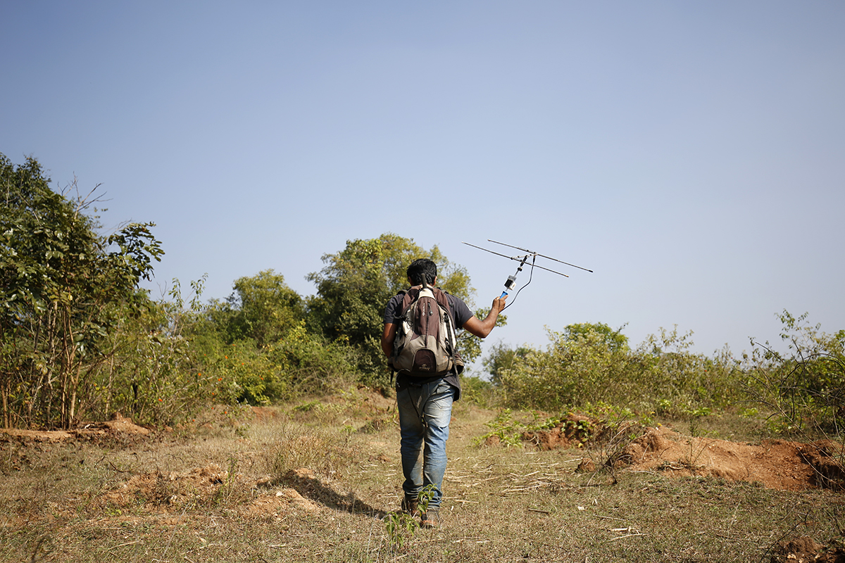 Vivek Philip Cyriac, a researcher tracks Russell’s vipers fitted with radio transmitters in Chowdikatte village. Photo by Abhishek N. Chinnappa.