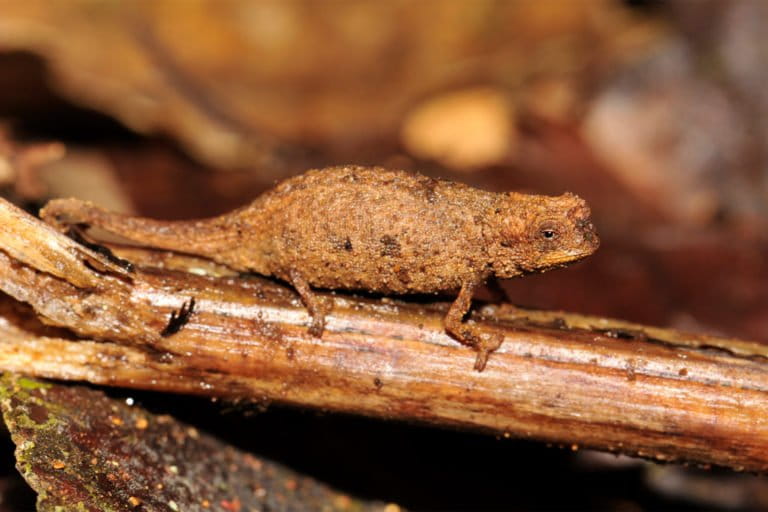 Une femelle Brookesia nana.