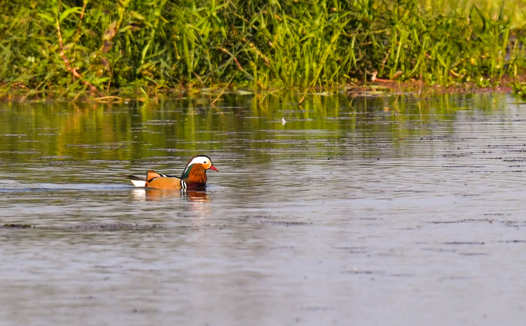 The Mandarin duck in northeast India. Photo by Ranjan Kumar Das.
