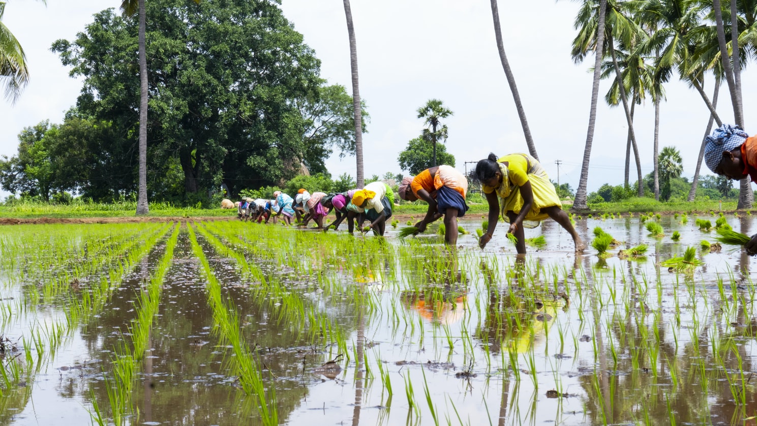 Women in a rice field in India (Tamil Nadu). Achievements of global goals on health, water, sanitation and matters of gender equality and their anticipated impacts on forests remain poorly researched. Photo by Deepak Kumar/Unsplash.