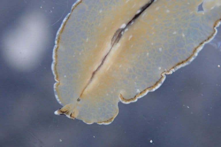 Bulaceros newcannorum in a petri dish with the numerous gut branches visible. Photo from Centre for Marine Living Resources and Ecology (CMLRE).