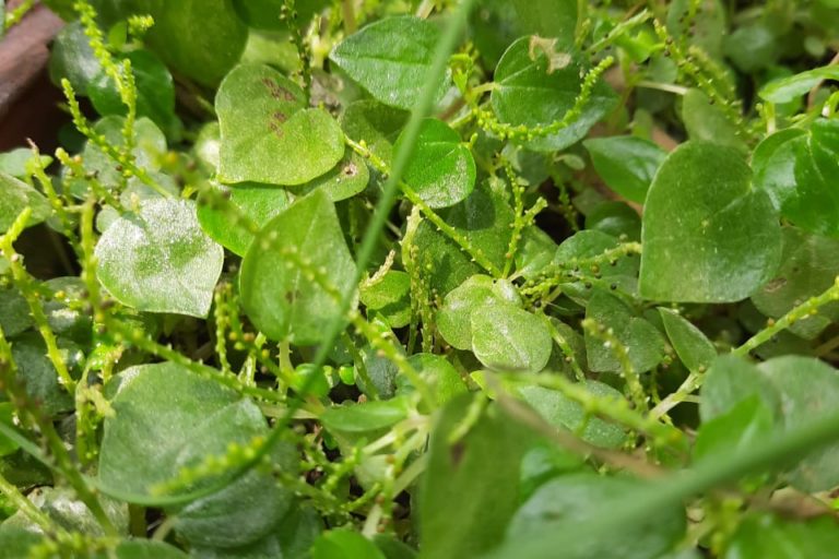 Ponou nuwa xaak. These heart-shaped leafy greens are among the ones that were once easily available but difficult to spot even in local markets. Photo from Beli Hazarika.