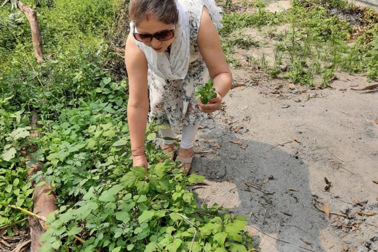 Beli Hazarika picking Khutura xaak (green Amaranth) from her vegetable garden. Photo from Beli Hazarika.