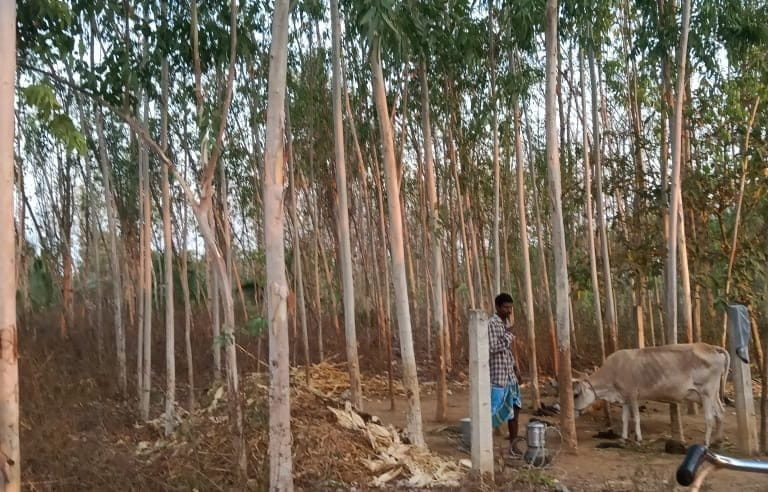 Farmers are increasingly favouring eucalyptus in Vizianagaram district. Photo by Anil Kumar.