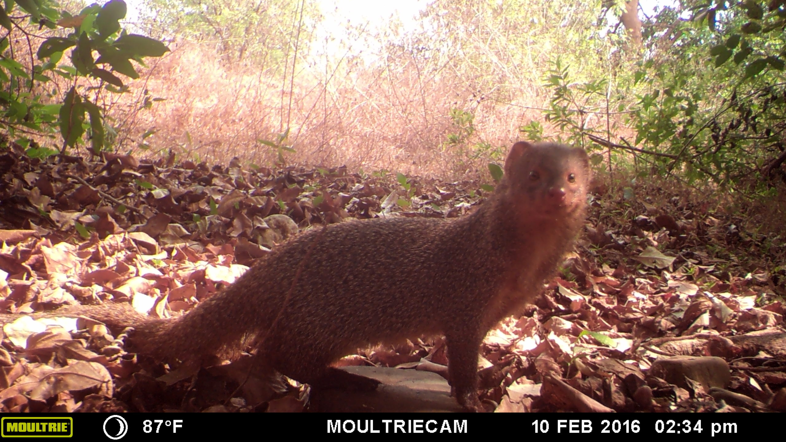 Indian grey mongoose was one of the animals captured by the camera traps in the cashew nut plantations. Photo by Anushka Rege.