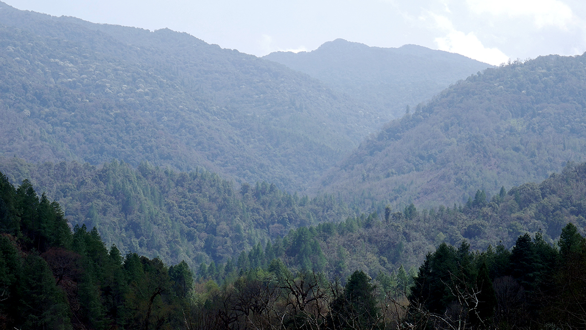 Protected and unprotected forests in Arunachal Pradesh hold a significant population of the Asiatic black bear. Photo by Sumit Das.