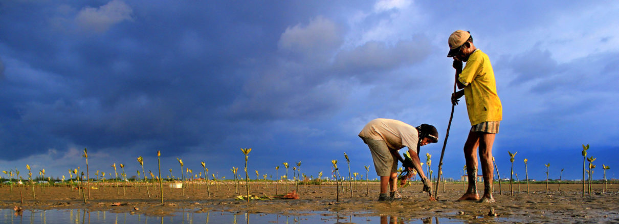 Mangrove plantation at Kampong Jawa Banda Aceh, Indonesia. Photo by Irwandi Wancaleu/Wikimedia Commons.
