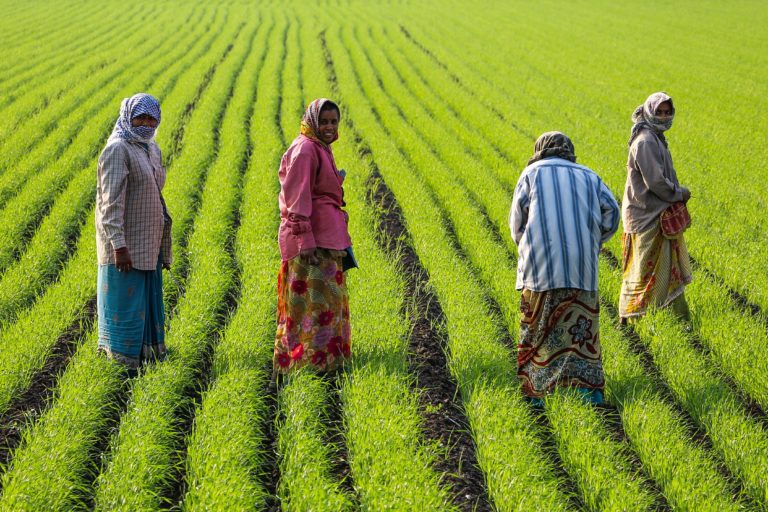 Women working in a rice field near Junagadh, Gujarat, India. Photo by Bernard Gagnon/Wikimedia Commons.