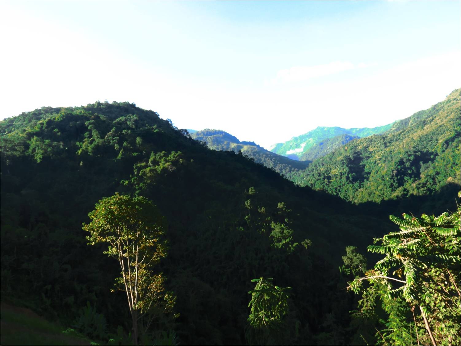 Forests of the Yaongyimchen Community Biodiversity Conservation Area (YCBCA) set aside by the community for conservation. Photo by Nuklu Phom.