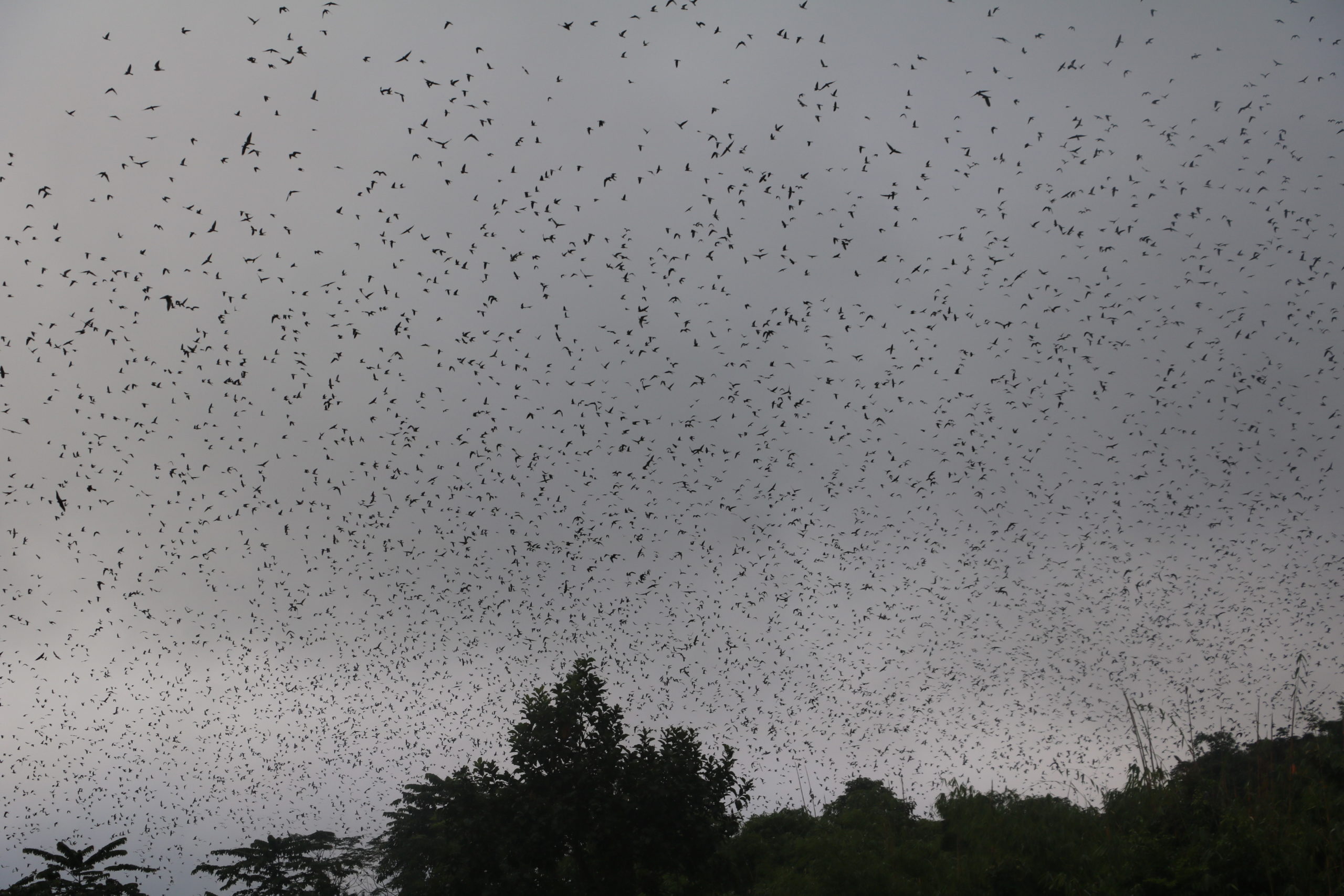 The number of roosting falcons, rose from 50,000 to one million after the conservation initiative began at Yaongmyinchen. Photo by Nuklu Phom.