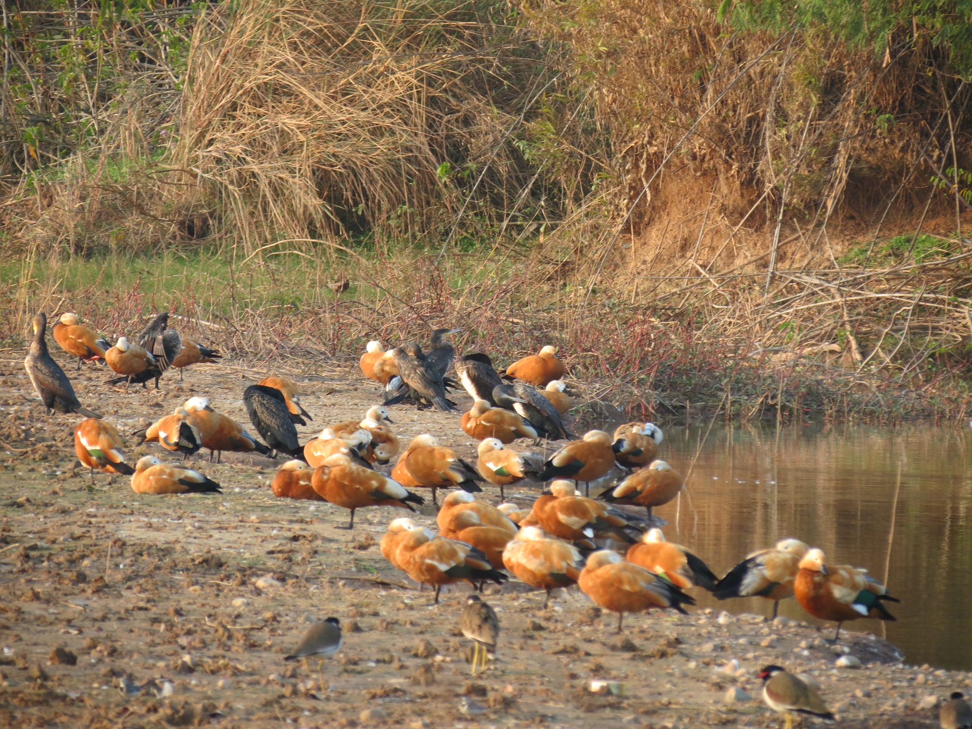 Chandigarh, Idyllic Haven for Environmental Refugees. And Windbags