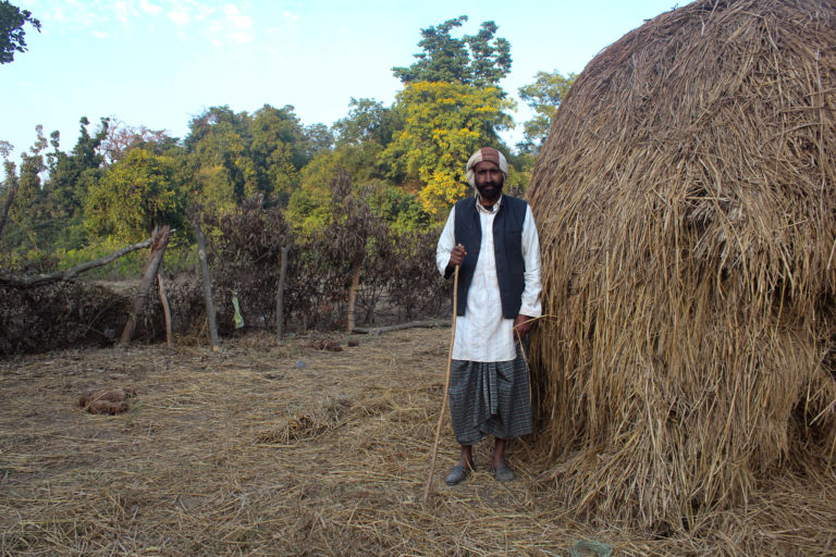 Gulam Rasul, a Van Gujjar stands by his purhal or purchased haystack, strewn over by an elephant. Elephant dung can be seen laying to his left. He is nonchalant as they do not cause excessive damage. Yet, the fact that he is a Van Gujjar, leaves him hanging with an uncertain future. Image credit: Radhika Gupta